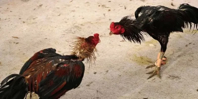 Cách tối ưu hóa trải nghiệm chơi tại đá gà 88vn