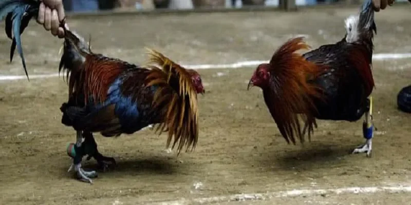 Khám Phá Đá Gà Thomo Chi Tiết Cùng Nhiều Bí Kíp Cá Cược 