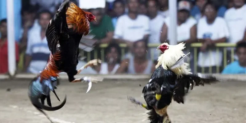 Tìm Hiểu Về Đá Gà Trực Tiếp - Cẩm Nang Cá Cược Toàn Diện