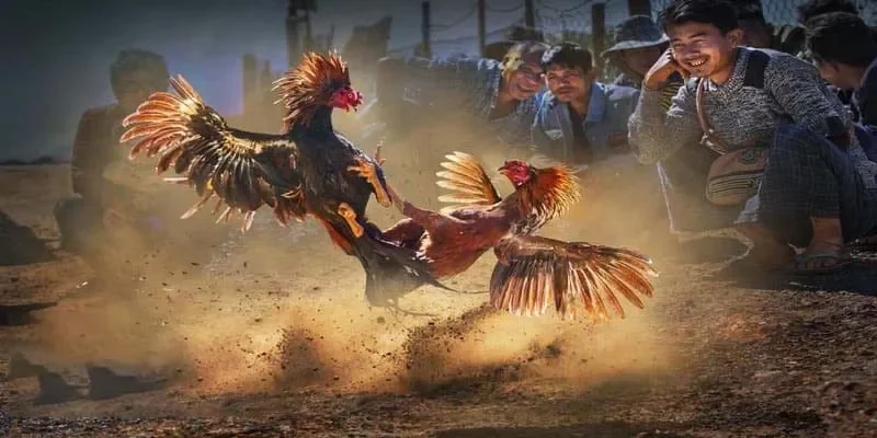 Đánh giá về độ uy tín của đá gà 88vn