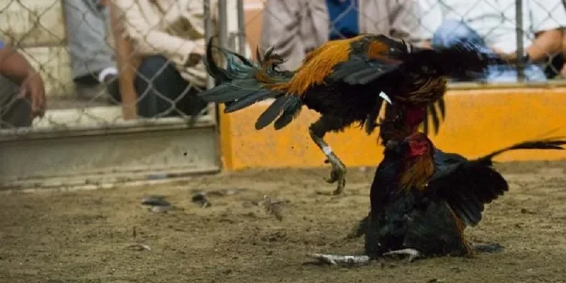 Danh sách hình thức đá gà thomo hiện hành 