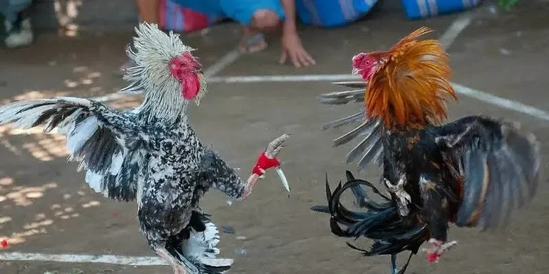 Đấu trường danh tiếng nhất Campuchia