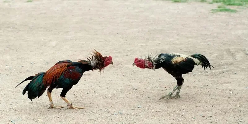 Đôi nét về đá gà miền tây tại hệ thống 