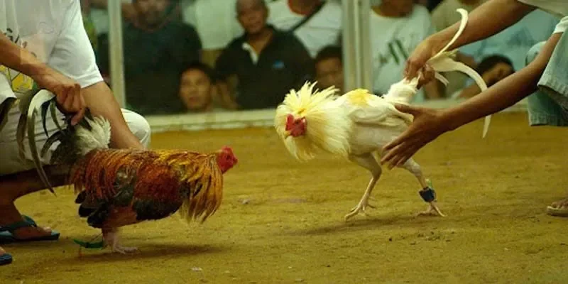 Khám phá nét đặc trưng của đá gà cựa sắt