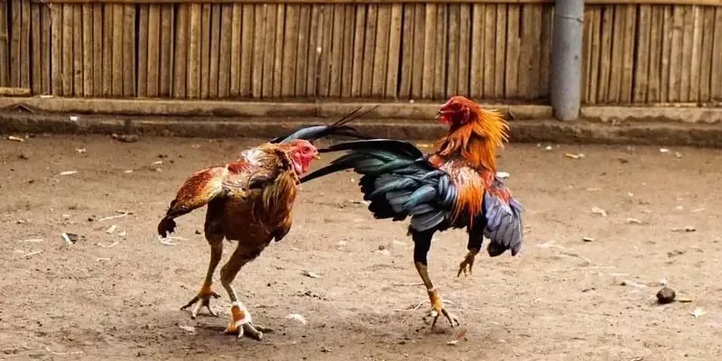 Nguồn gốc của đá gà thomo