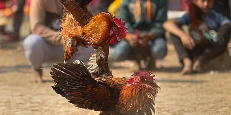 Những sai lầm thường gặp khi cược đá gà đòn