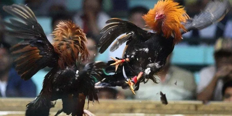 Ưu điểm giúp đá gà đòn nổi danh thị trường